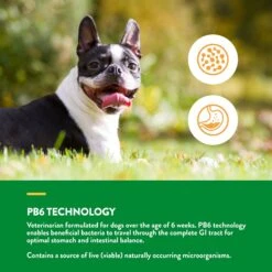 NaturVet Advanced Probiotics & Enzymes Plus Vet Strength PB6 Probiotic Soft Chews Digestive Supplement For Dogs -NaturVet 100644 PT3. AC SS1800 V1698693789